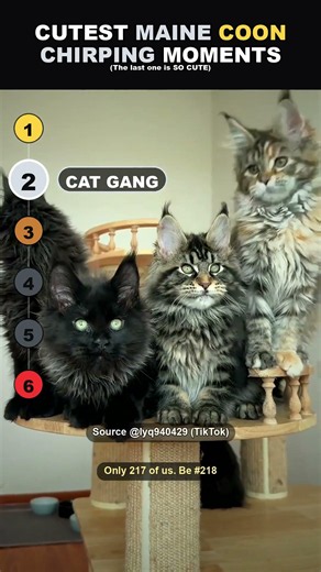 Top 6 Maine Coon chirping sounds ranked 😻 #Shorts