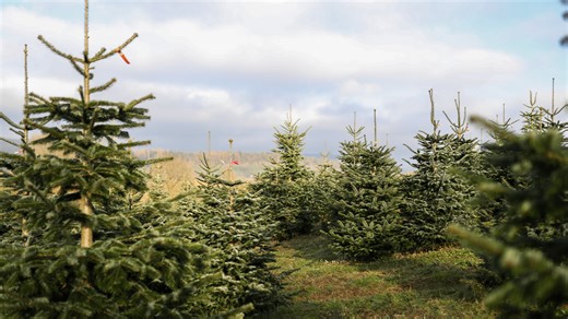 Where to find a Christmas tree in the Topeka area