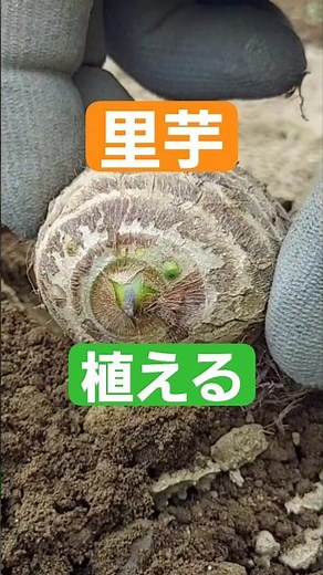 里芋を植える