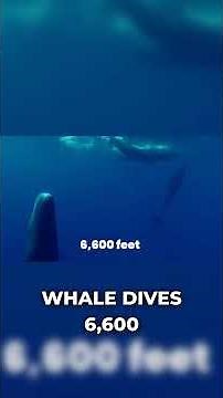 How a Sperm Whale Survives 3,000 Meters Without Breathing