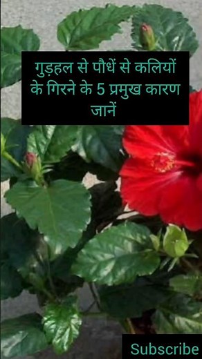 Why do hibiscus buds fall in summer and how to stop them from falling #viral #shortvideo #youtube...