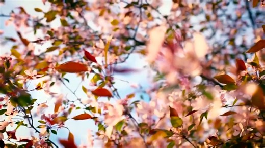 SPRING VIDEO _ Free Stock Footage _ Free HD Video -