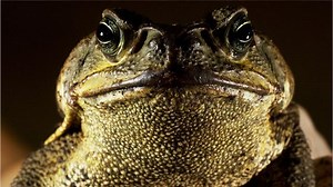 An introduction to the bufo, or cane toad