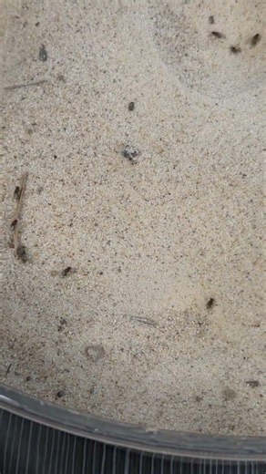 Ant Lions #reptilejunction #AntLion #az #arizona