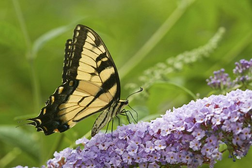 Why Gardeners Love Butterfly Bush, and Ecologists Hate It