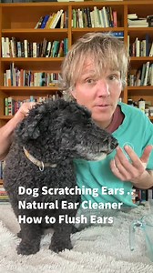How to Flush your Dog’s Ears with this Natural Ear Flush Remedy #dogear #dogearflush #dogscratch #homeremedy #DIY | Daily Pet Tips