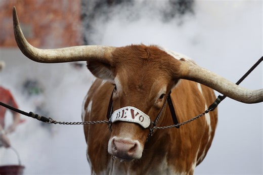 Bevo will not travel to Ohio for the Longhorns’ showdown against the Buckeyes. Here’s why