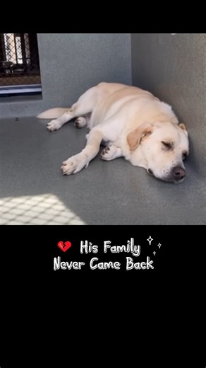 Rocky ✳️ ID: A5721479 Only 4 years old. A yellow Lab Retriever who once had a family—they never came back. He’s been at Carson Shelter since 8/19… and time is running out. Now he lies pressed against the cold wall, too tired to hope. Rocky doesn’t bark. He just waits. 📍 Carson Shelter, 216 W Victoria St, Gardena, CA 90248 ☎️ 310-523-9566 | Hours: Mon-Sat 11–5 (Closed Sun) Please—adopt, foster, or rescue before it’s too late. #SaveRocky #AdoptDontShop #RescueDogsMatter #CarsonShelterDogs #Urgent