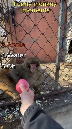 Hilarious Monkey Moments That Will Make You Laugh Out Loud! 🐒🤣