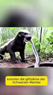 Schwarze Mamba beißt diesen Honigdachs – Doch dann passiert das Unfassbare! 🦡🐍😱