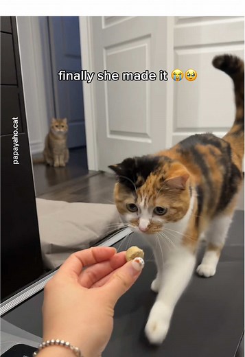 Cats Exercising on Treadmills: A Fun Adventure