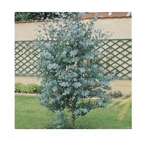 Eucalyptus Baby Blue