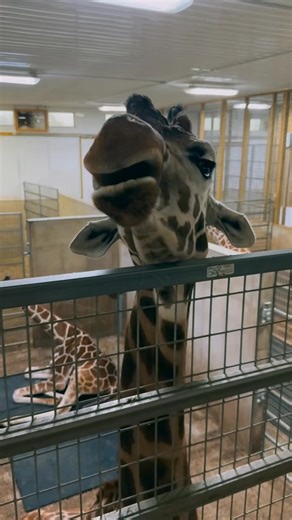 🦒✨ Exciting News! African Safari Wildlife Park is thrilled to announce their brand-new Safari Secrets Giraffe Barn Experience! 🦒 Get ready to embark on a wild adventure and get up close and personal with these magnificent creatures like never before! Here’s what’s included: 🦒 A 40-minute VIP behind-the-scenes experience in their brand-new Giraffe barn! ✨ Take a ride back to the barn for a keeper-led tour this state-of-the-art facility. See what it takes to feed, train, and clean up after thes