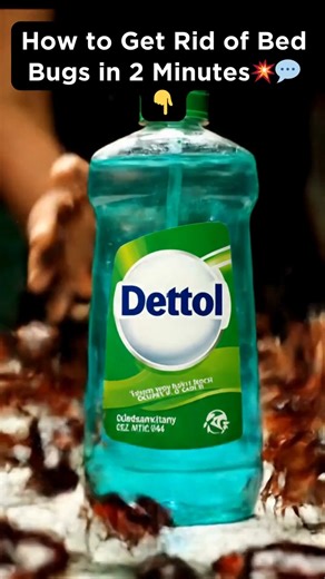 How to Get Rid of Bed Bugs in 2 Minutes💥💬👇 | Simple Home Ideas