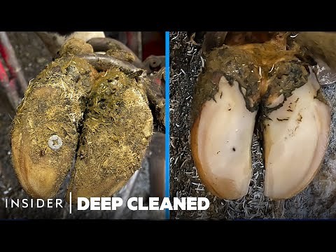 How Cow Hooves Are Deep Cleaned | Deep Cleaned | Insider