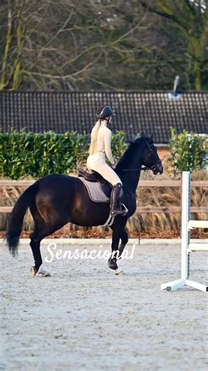 #cavalo vaquejada#mangalarga machador