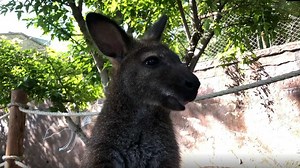 There's a new kid in town! Today we're joining Gidgee for a pouch peek at her 4-month-old joey, the newest member of the wallaby mob in Australia Walkabout! Pouch peeks are part of the routine care given to our female wallabies, and require a strong level of trust between the keeper and animal. Our baby wallaby will continue to live in it's mom's pouch for several months until it is comfortable to start venturing out and hopping along on its own. Until then, be sure to keep an eye out for it wig