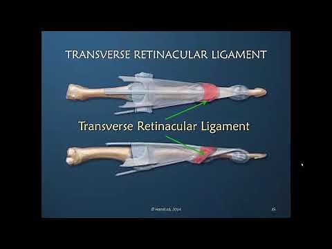 Understanding the Dorsal Apparatus of the Finger; Part 2 of 11: Anatomical Terminology