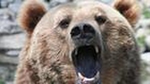 Clash Encounter of Bears and Wolves | Nature