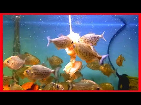 piranha fish tank | piranha fish eating meat