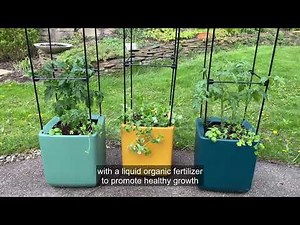 Growing Tomatoes in Self-Watering Containers