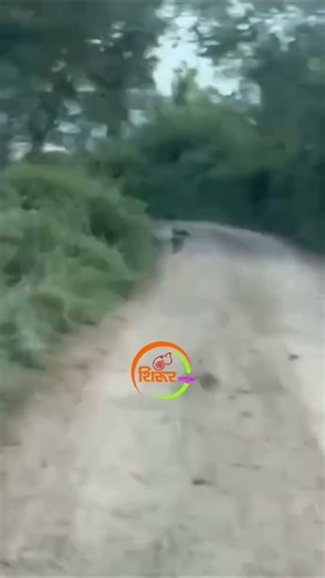 कान्हूर मेसाई (ता. शिरुर) येथे आढळला बिबटयाचा कळप