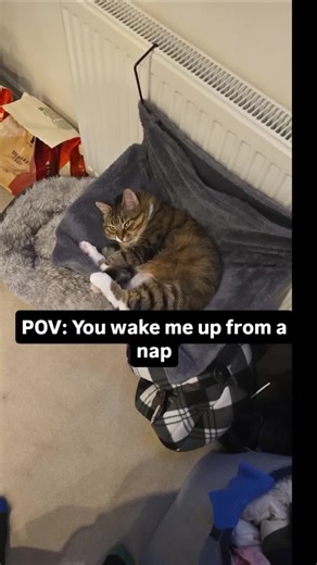 Grumpy and sleepy 🤪😭🙀 Don't wake me up from a nap if you value your unfluffy life 😁 #nap #sleep #catslovers #cat #cutecatsoftiktok