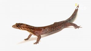 Le gecko brésilien est si petit qu'il est très difficile de le prendre en photo, même pour un expert comme Joel Sartore. | Nat Geo Wild France
