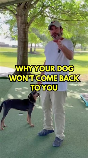 Is your dog bolting when you call them? Here’s why! 🐾 The real reason your dog runs away? They’ve learned that recall = the end of fun! 🎉 In this video, I’ll show you how to fix your dog recall by building trust and using rewards. Instead of running from you, your dog will be excited to come back. This isn’t just a fix, it’s a gamechanger for your recall training! 🐕💡 Want a bulletproof recall command? It starts here. Follow for more dog training tips! #ComeCommand #DogRecall #RecallCommand #