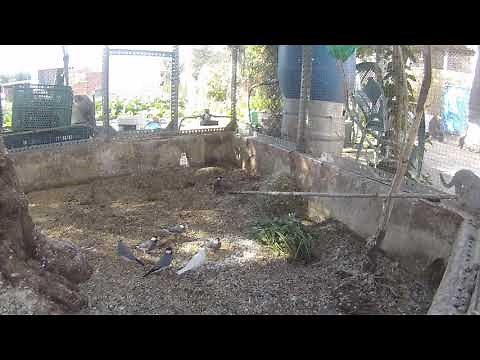 Gorrión de java (padda)- cría en colonia exterior- nidos de calabaza y arroz como clave