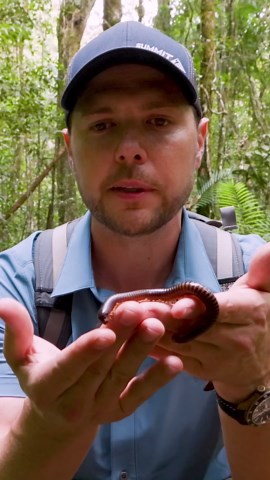 Incredible find: The giant millipede