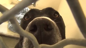 157 reactions · 1.1K shares | Even though JOSH has been in the...