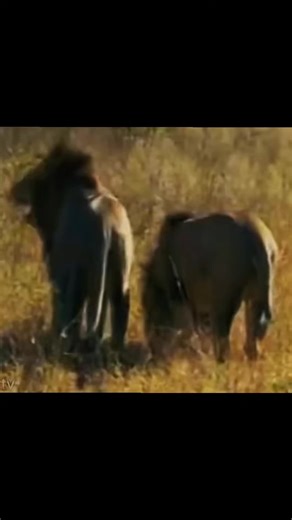 MrT and kinkytail 💪