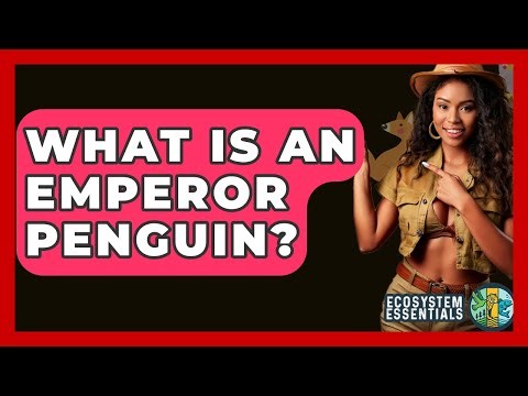 What Is An Emperor Penguin? - Ecosystem Essentials
