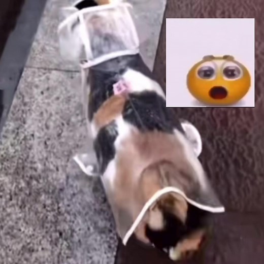 Adorable Cats Compilation: Funny and Cute Cat Videos