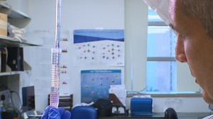 Isolation of Lamina Propria Mononuclear Cells from Murine Colon Using Collagenase E