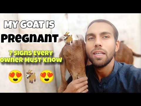 My Goat Is Pregnant 🐐 7 Signs Every Owner Must Know