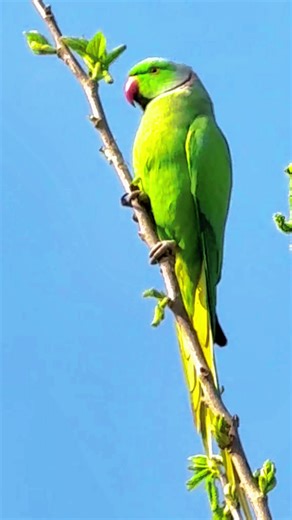 Exploring the Ringneck Parakeet: A Bird Lover's Delight