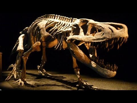 Fasolasuchus: The Largest Non-Dinosaur Predator to Ever Exist