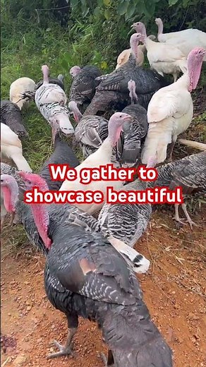 Turkey Farming and its Goodies #turkey