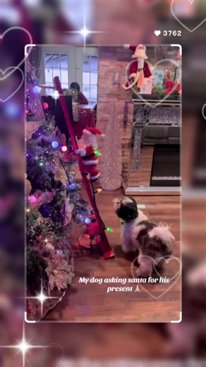 Top Tips for Dog Lovers on TikTok