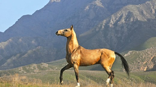Meet the majestic Akhal-Teke horses, the national pride of Turkmenistan