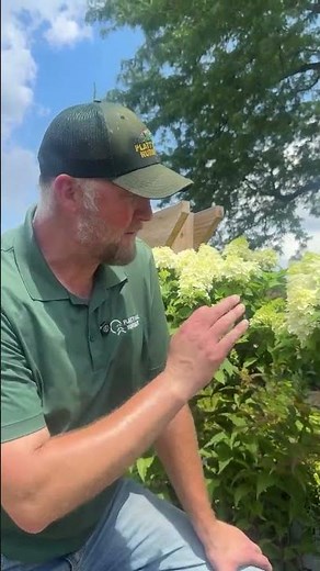 Quick Fire Fab Tree Form Near Me | Platt Hill Nursery