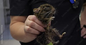 A veterinarian carefully holds a seriously ill degu rodent in his hand. A seriously ill degu rodent was brought to a veterinarian to be saved. Concept of treatment of rodents in a veterinary clinic.