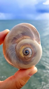 Drop a 💙 if you can relate! ⬇️ . Does the beach have healing powers? I believe so. 💙 Whether it's wading in the Sea, finding seashells on the beach, or feeling the warm sunshine on my skin. . It's gotten me through a lot of tough times in life . It has given me peace and purpose, it's taught me patience and how to just live in the moment. ✨️ . I wouldn't trade this beach life for anything in the world 💙 . How about you? Does the beach give you healing? Let me know your thoughts in the comment