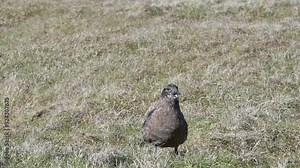 Great skua (Stercorarius skua) calling in spring on moorland, Shetland Islands, Scotland, UK