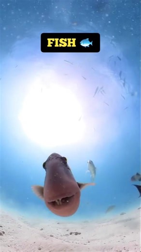 “Dead Animals Still Moving” #animals #wildlife #facts