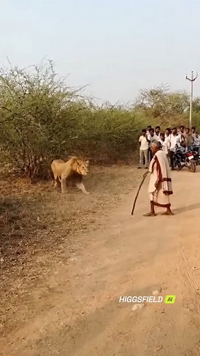 Ajin Joseph | Fearless Grandma Fights Off Lion on Roadside — Unbelievable Bravery! In a stunning viral clip, an elderly woman became an instant hero... | Instagram