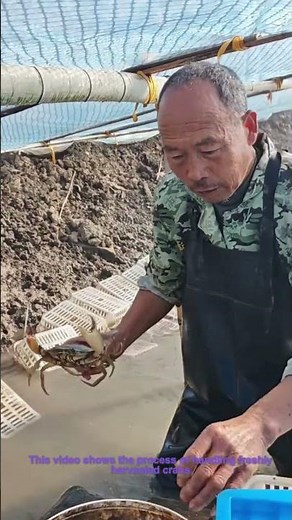 Crab Harvesting& Sorting: Worker Preparing Freshly Caught Crabs for Handling