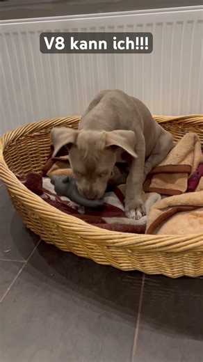 King Neo 3 Monate und 40cm! Der V8 springt schon an!!🏎️#american #americanbully #v8 #puppy #doglife